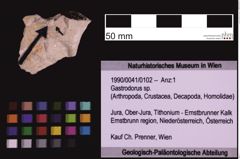 Foto (Objekt + Etiketten) von Gastrodorus sp. (NHMW-GEO-1990-0041-0102)